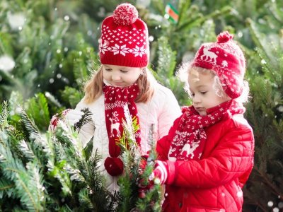 F&oslash;rst skal tr&aelig;et passes