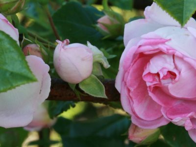 Farverig rosenhave med søde naboer